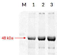 RPN6 | 26S proteasome non-ATPase regulatory subunit 9 (A,thaliana) in the group Antibodies Plant/Algal / Arabidopsis thaliana at Agrisera AB (Antibodies for research) (AS15 2845)